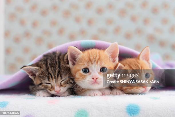 munchkin pets - kittens stock-fotos und bilder