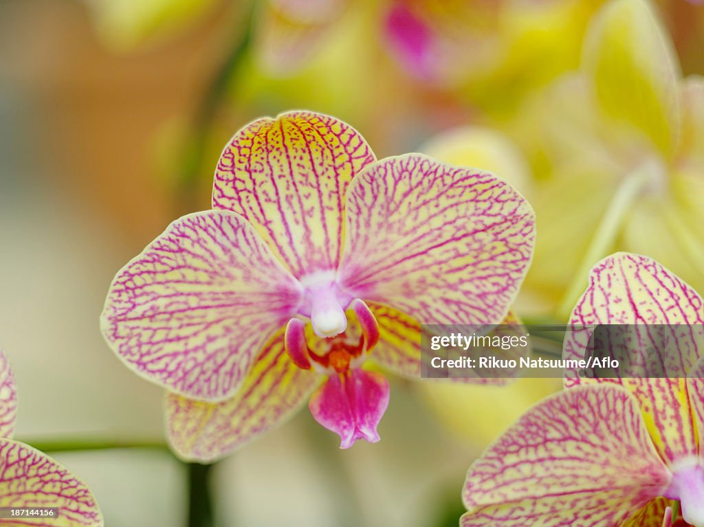 Orchid flowers