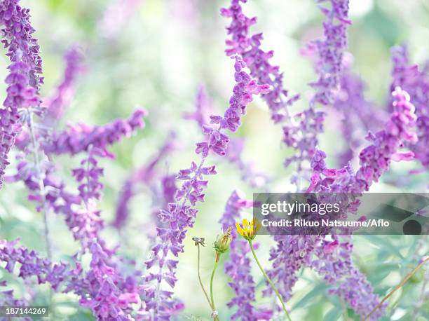 mexican sage - mexican bush sage stockfoto's en -beelden