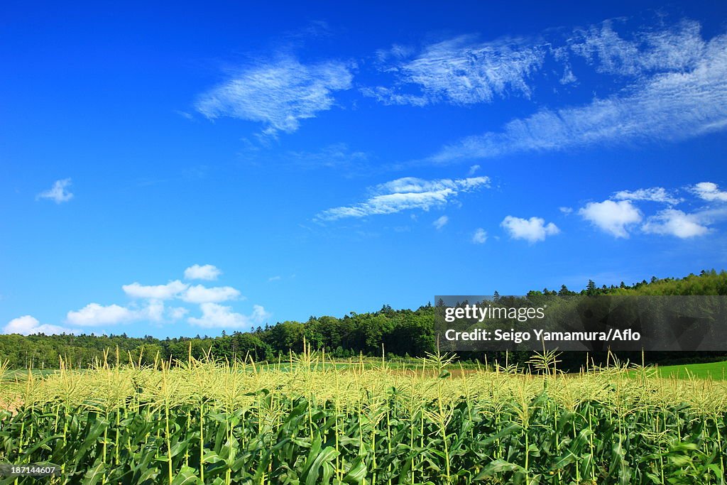 Cornfield and sky, Hokkaido