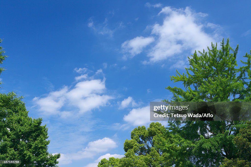 Trees and sky with clouds