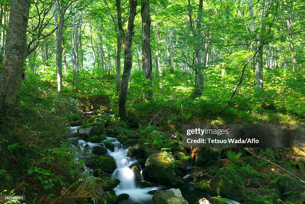 Mountain stream, Yamagata Prefecture