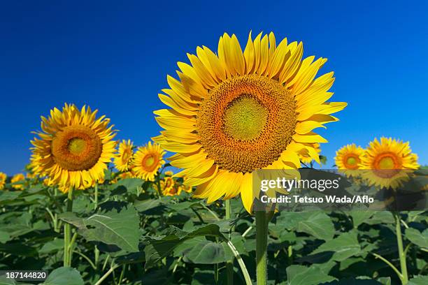 Sunflower Field And Sky High-Res Stock Photo