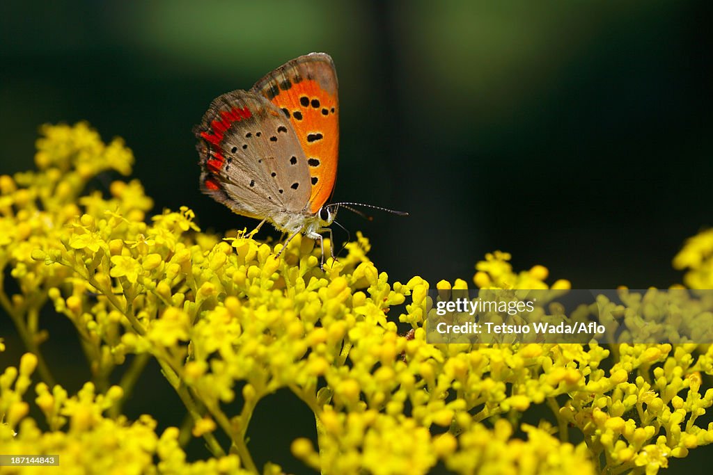 Lycaenidae butterfly