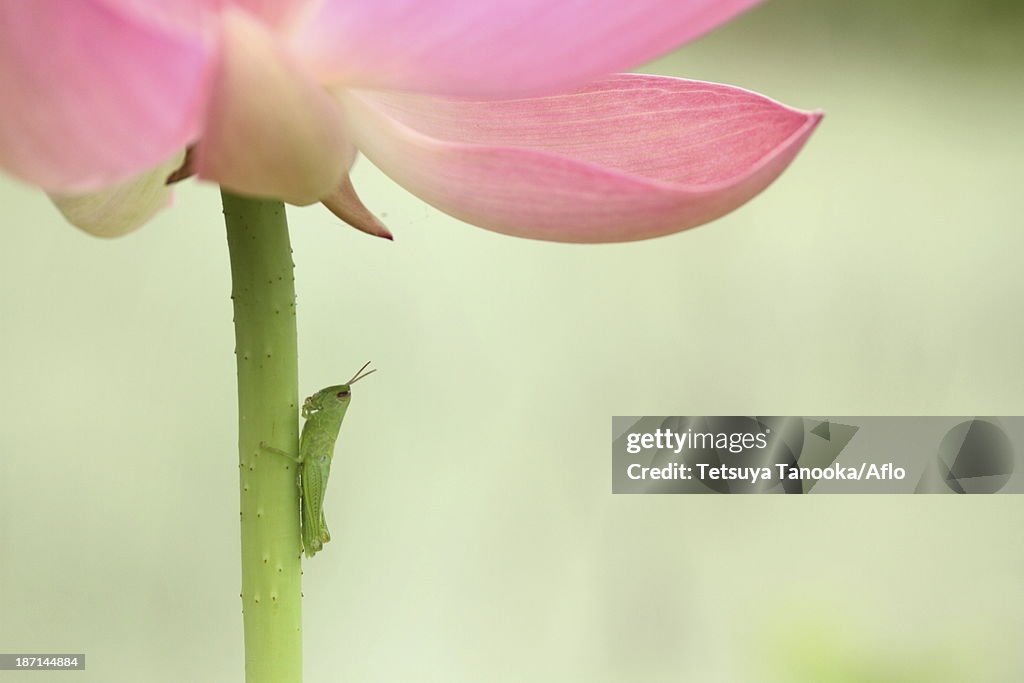 Insect on lotus flower