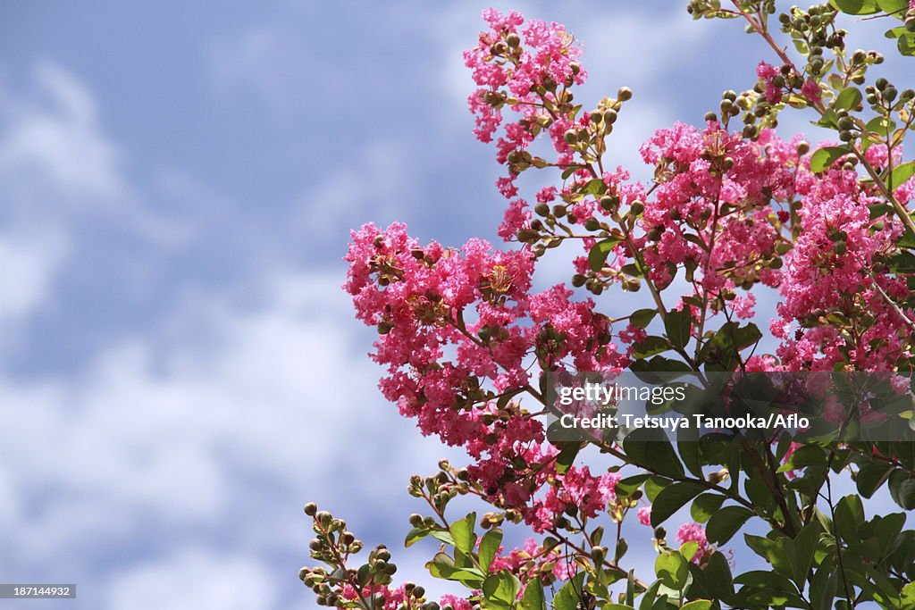 Crape myrtle