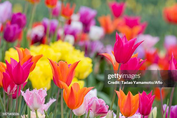 tulip field - toyama prefecture 個照片及圖片檔