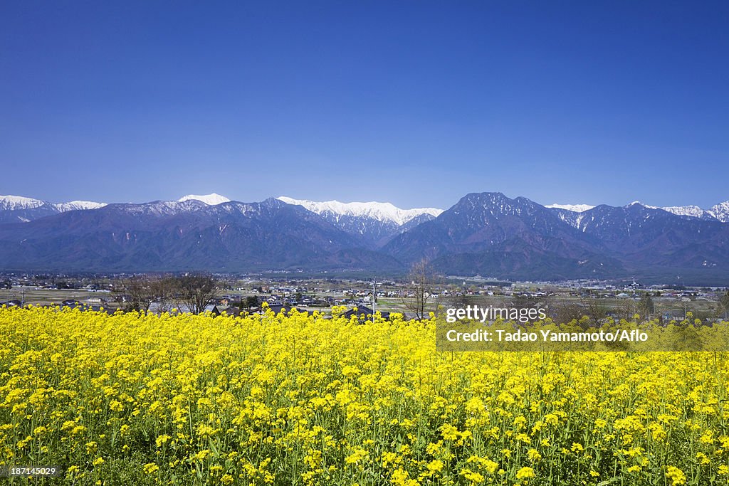 Rapeseed field, Nagano Prefecture