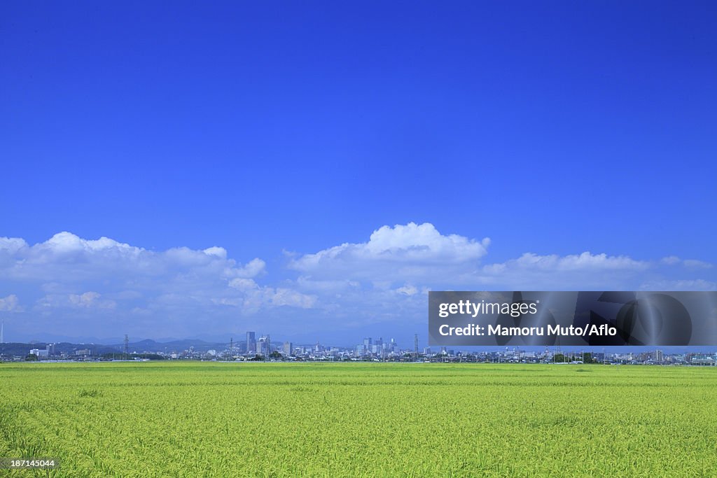 Rice field and Sendai cityscape, Miyagi Prefecture