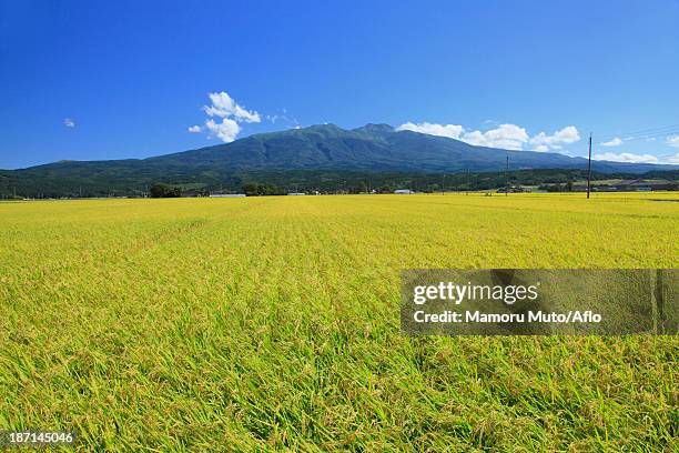 rice field and mt.chokai, yamagata prefecture - yamagata stock-fotos und bilder