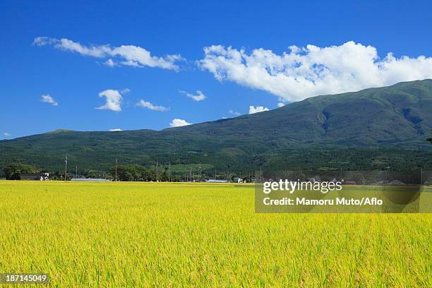 rice field and mt.chokai, yamagata prefecture - prefectura yamagata fotografías e imágenes de stock