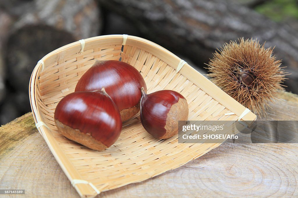 Chestnuts on tree stump