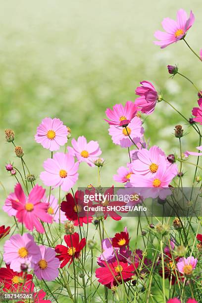 cosmos flowers - cosmos flower stock pictures, royalty-free photos & images