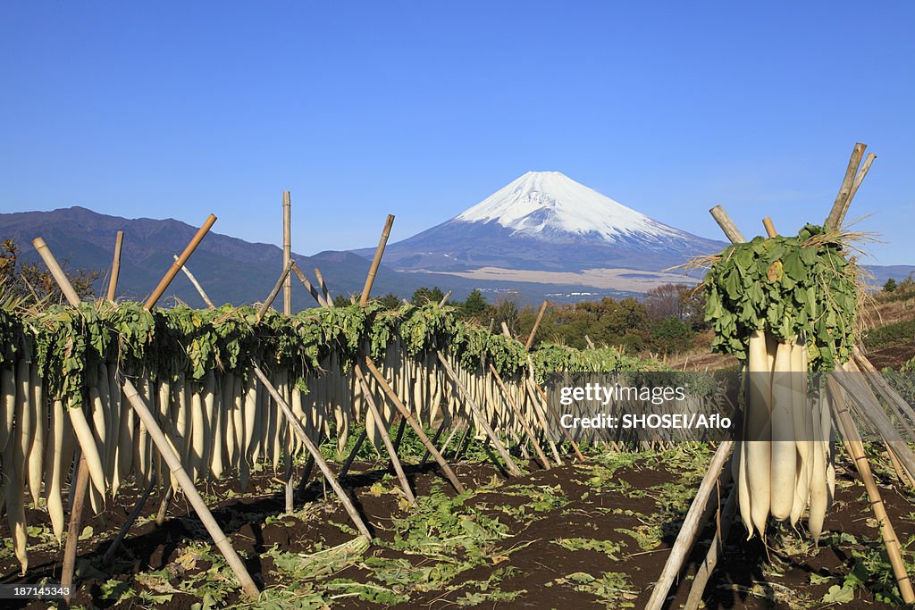 Dried radish and Mount Fuji, Shizuoka Prefecture