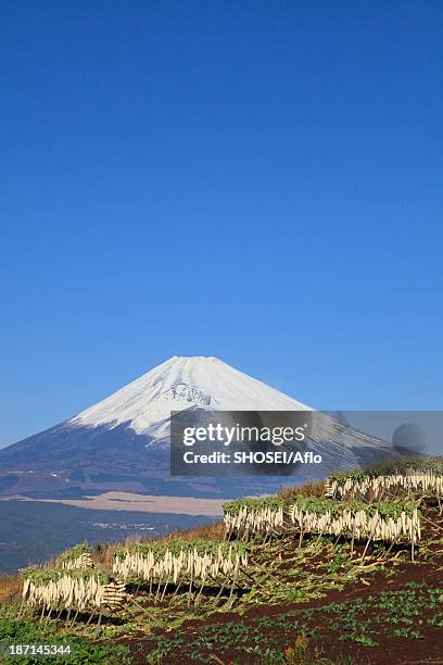 dried radish and mount fuji, shizuoka prefecture - takuan stock-fotos und bilder