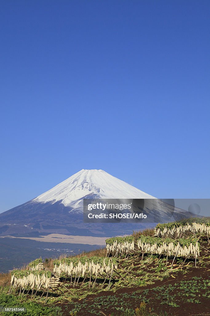 Dried radish and Mount Fuji, Shizuoka Prefecture