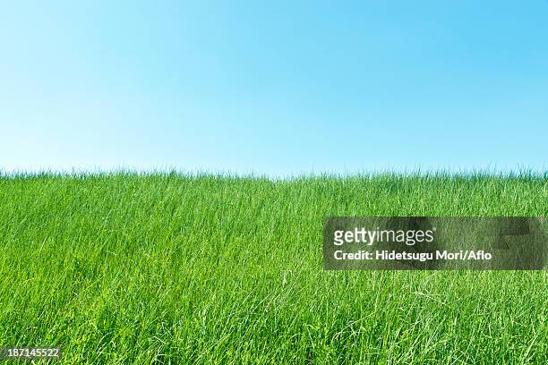 green meadow and sky - riverbank stock pictures, royalty-free photos & images