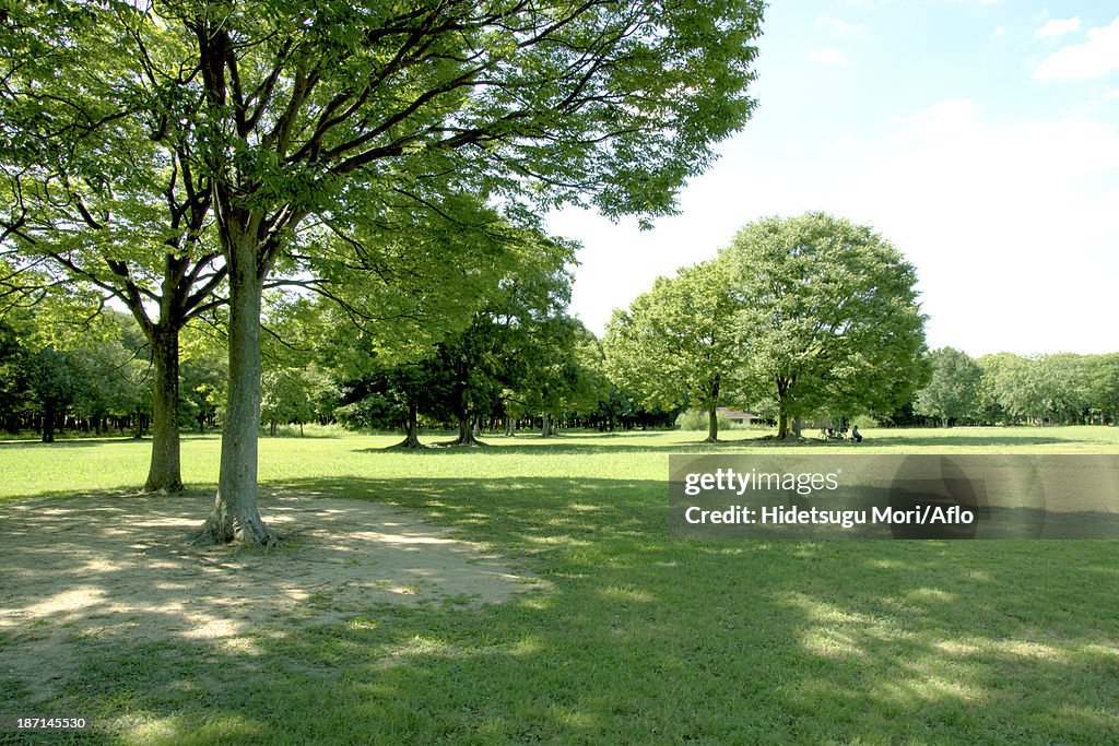 Park and sky with clouds