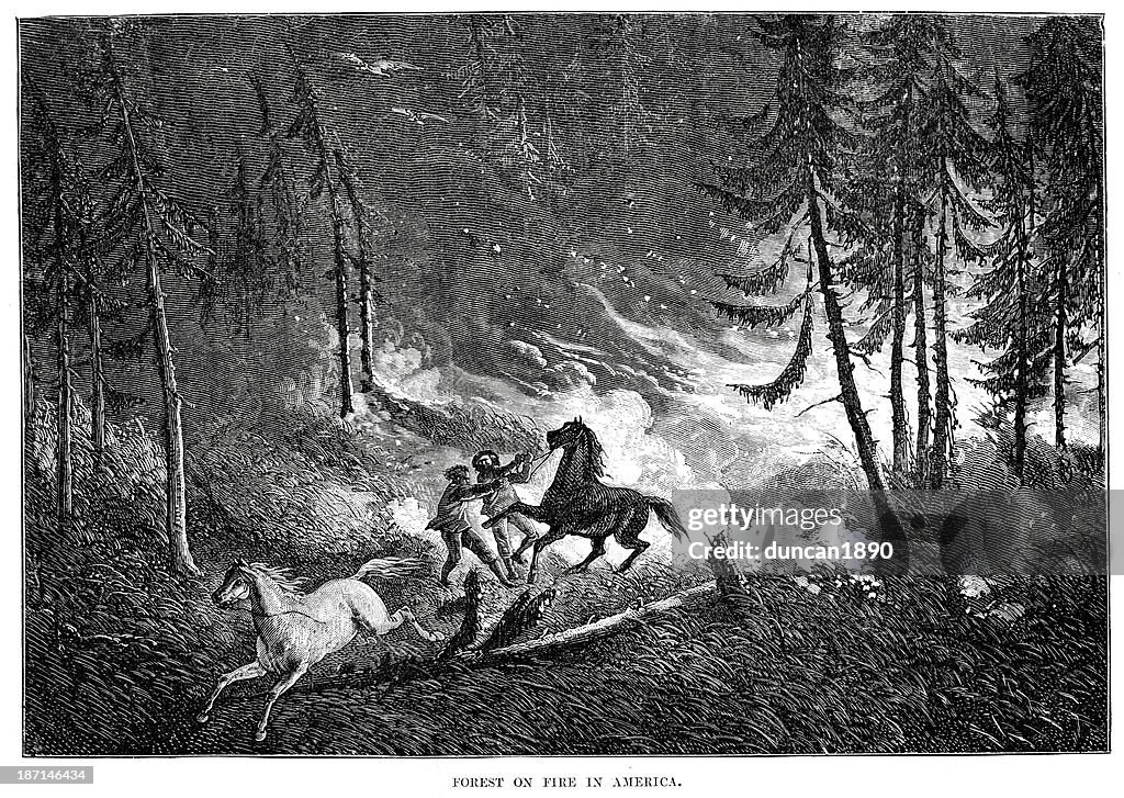 Forest Fire