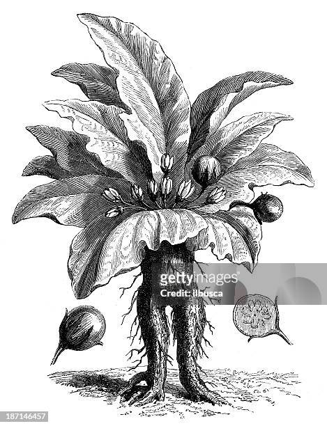 17 Ilustrações de Mandrake Flower - Getty Images
