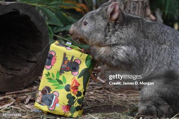 Manda, an 8 year old bare nosed wombat receives a special Christmas treat of macropod pellets at the Byron Bay Wildlife Sanctuary on December 21,...