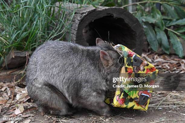 Manda, an 8 year old bare nosed wombat receives a special Christmas treat of macropod pellets at the Byron Bay Wildlife Sanctuary on December 21,...