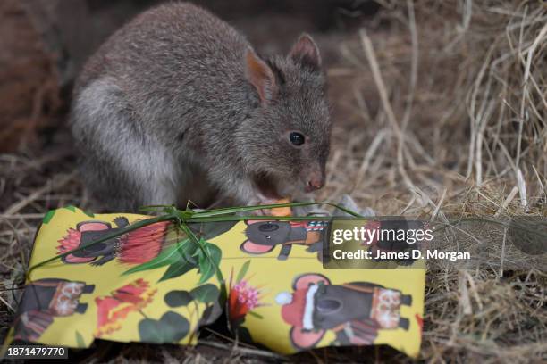 Bettong receives special Christmas treats of sweet potatoes, corn kernels, leafy greens and macropod pellets at the Byron Bay Wildlife Sanctuary on...