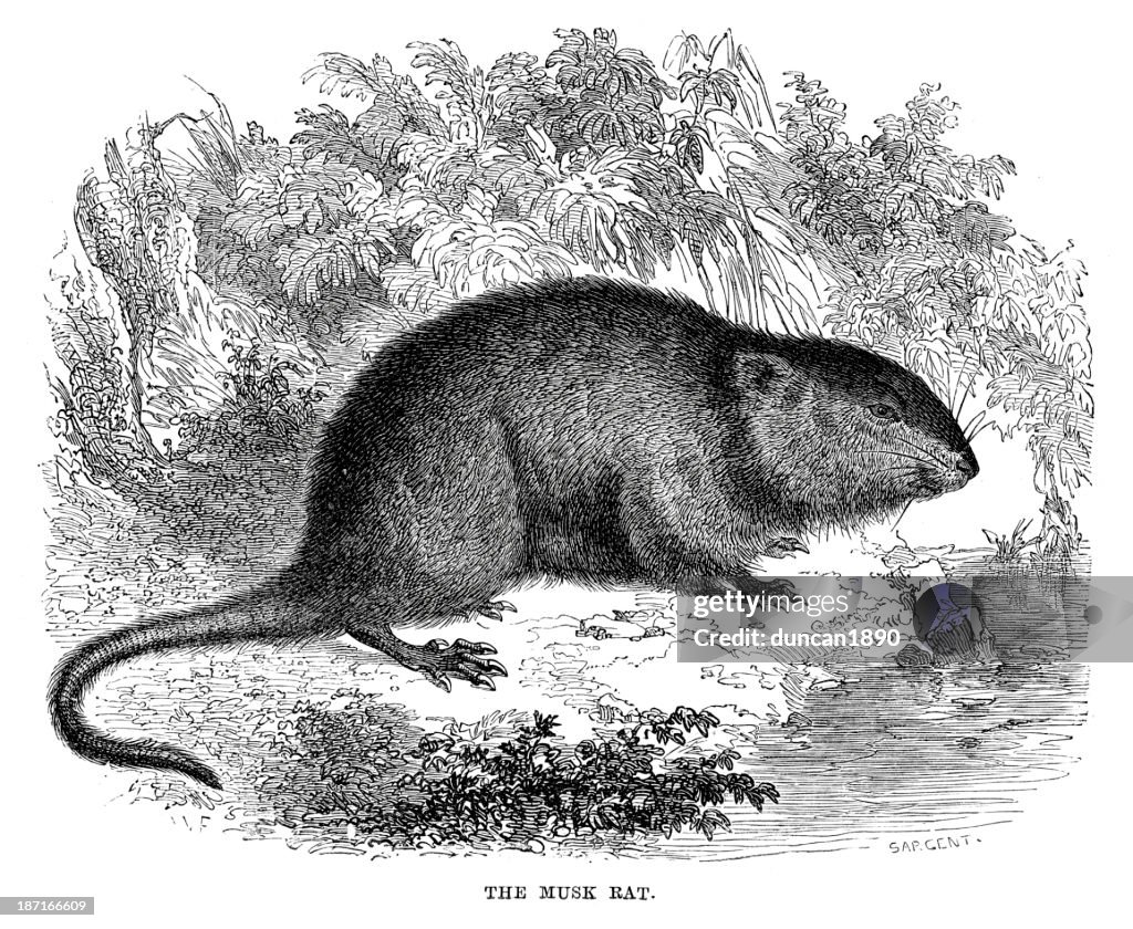 Musk Rat
