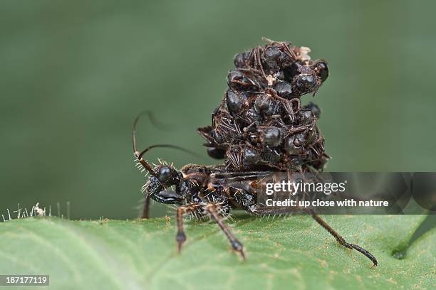 ant-snatching assassin bug nymph - assassin bug stock pictures, royalty-free photos & images