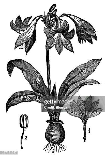 antique illustration of amaryllis reticulatum - belladonna stock illustrations