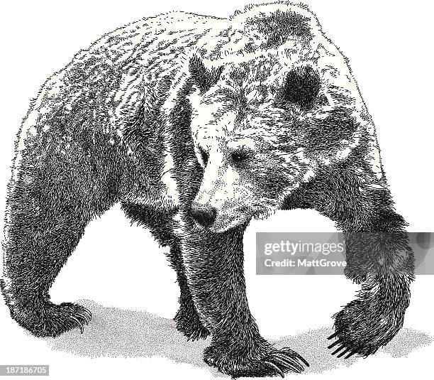 stockillustraties, clipart, cartoons en iconen met black and white drawing of a large bear on white background - men beer