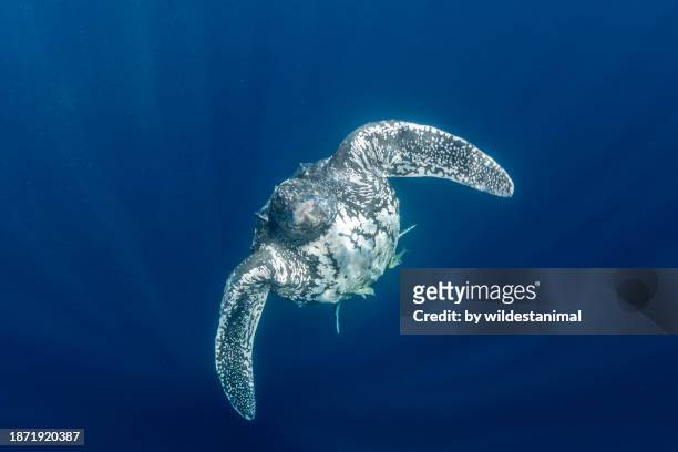 leatherback turtle exhaling as it swims to the surface. - pectoral fin stock pictures, royalty-free photos & images