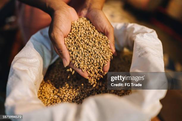 close-up of a brewery worker inspecting grains - barley stock-fotos und bilder