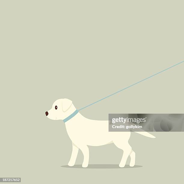 walking dog on lead labrador - walking dog profile stock illustrations