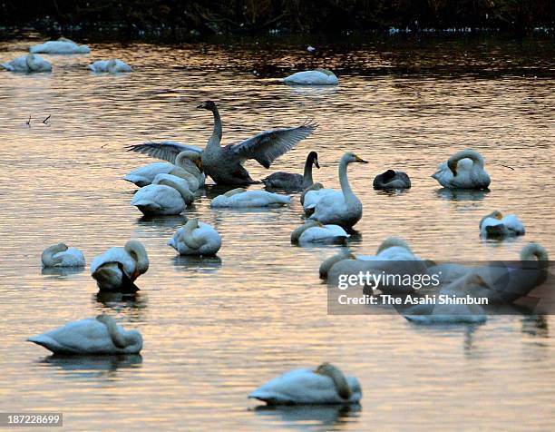 Migrant birds are seen at Izunuma pond on November 7, 2013 in Kurihara, Miyagi, Japan. The pond, registered as wetland under the Ramsar Convention,...