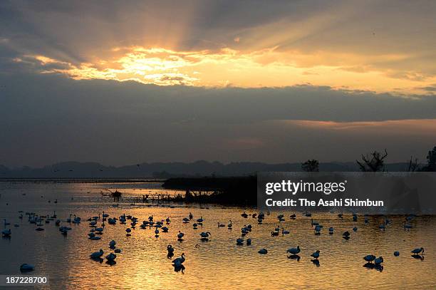 Migrant birds are seen at Izunuma pond at dawn on November 7, 2013 in Kurihara, Miyagi, Japan. The pond, registered as wetland under the Ramsar...