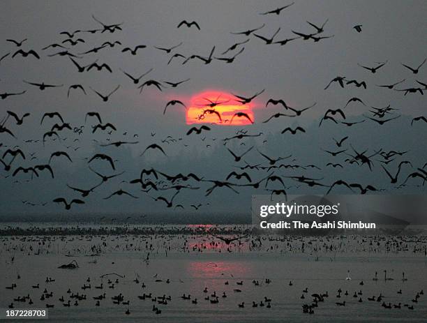 Migrant birds are seen at Izunuma pond at dawn on November 7, 2013 in Kurihara, Miyagi, Japan. The pond, registered as wetland under the Ramsar...