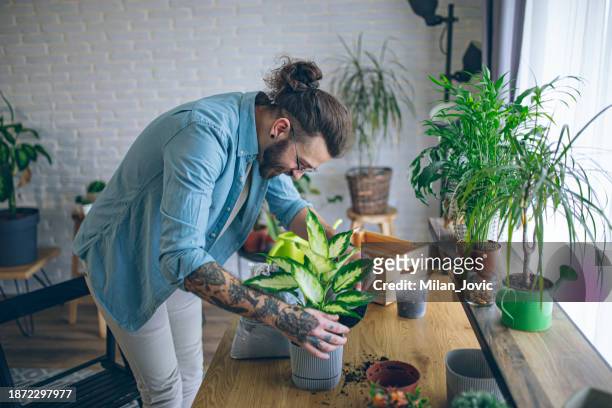 man potting a new house plant in his home garden - dracaena houseplant stock pictures, royalty-free photos & images