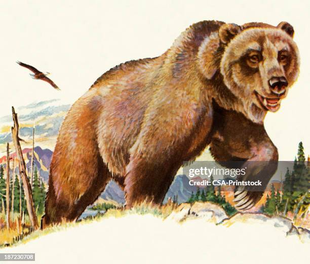 ilustrações de stock, clip art, desenhos animados e ícones de grizzly bear - angry bear