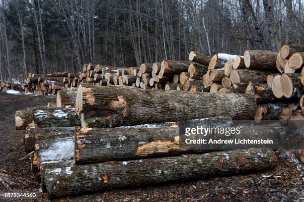Logging of a patch of the White Mountain National Forest, December 17 outside of Chatham, New Hampshire. The Forest Service periodically logs...