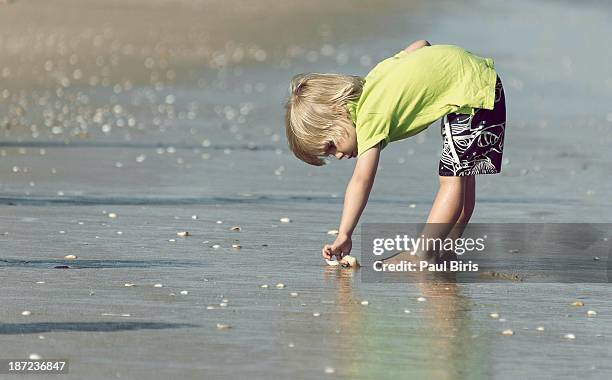 Boy And Shells 70 Boy Searching For Shells At The Beach Stock Photos, High-Res ...