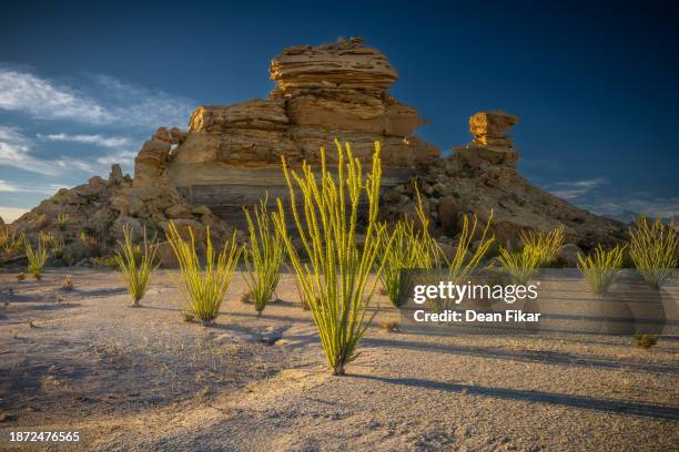 ocotillo plants casting long shadows in big bend national park - chihuahua desert stock pictures, royalty-free photos & images