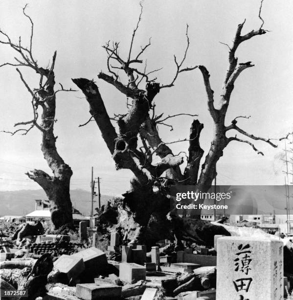 Sacred trees stand bare and broken near fallen tombstones at the temple of Kokutaiji, following the US atomic bombing of Hiroshima, Japan on August...