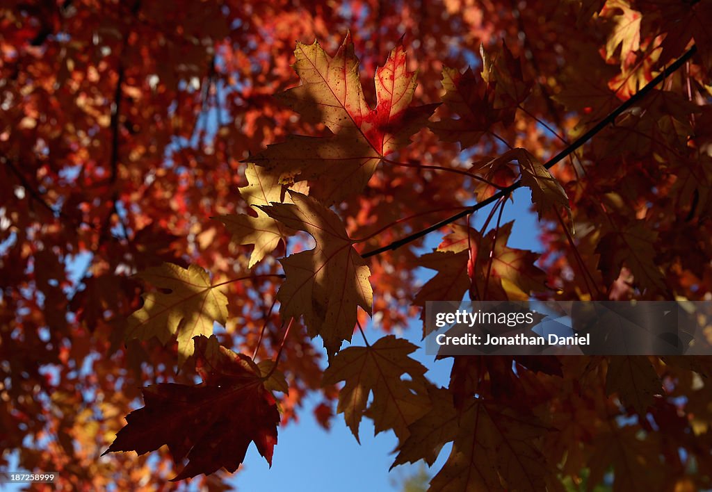 Autumn Leaves