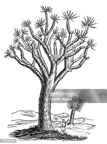 illustrazioni stock, clip art, cartoni animati e icone di tendenza di antica illustrazione di dracaena drago (isole canarie albero del drago). - canary islands