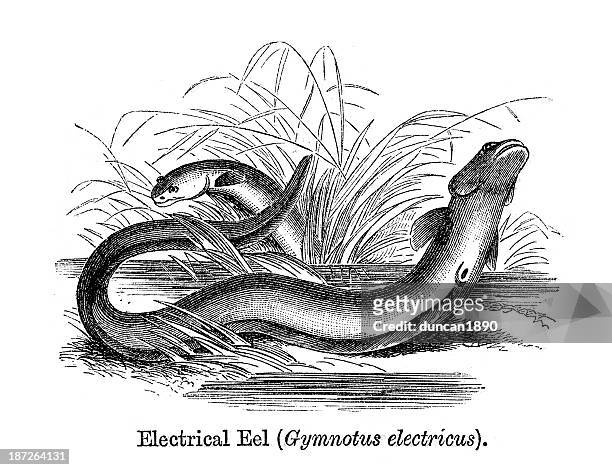 electric eel - electric eel stock illustrations