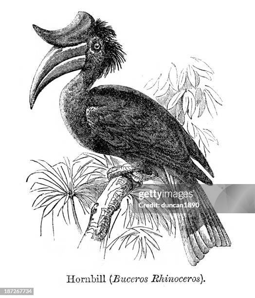 rhinoceros hornbill - rhinoceros hornbill stock illustrations