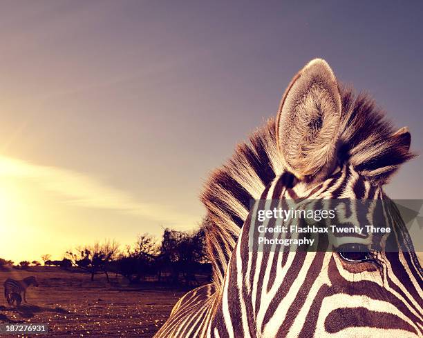 Zebra sunset