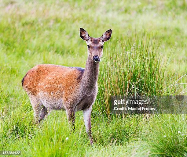deer in high grass chewing grasses - sikahert stockfoto's en -beelden