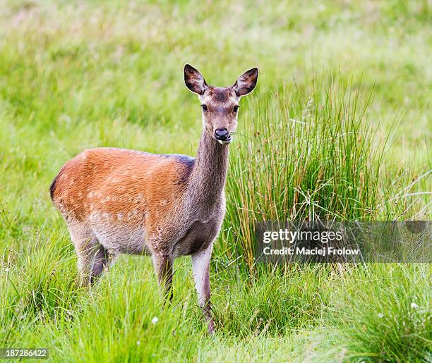 deer in high grass chewing grasses - sika deer stock pictures, royalty-free photos & images